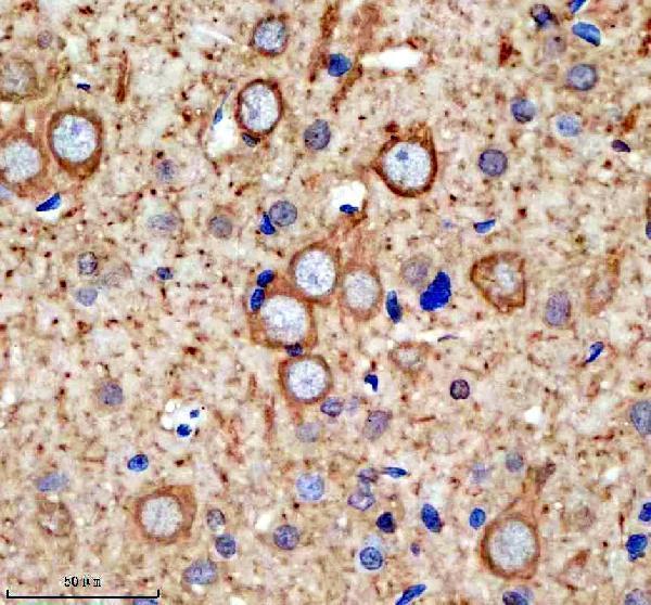 a12029 2 sfxn4 primary antibodies ihc testing 4
