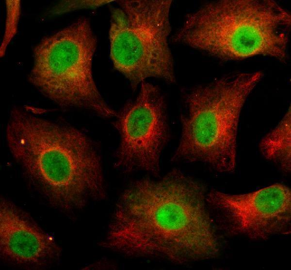 a12038 eid3 primary antibodies if testing 1