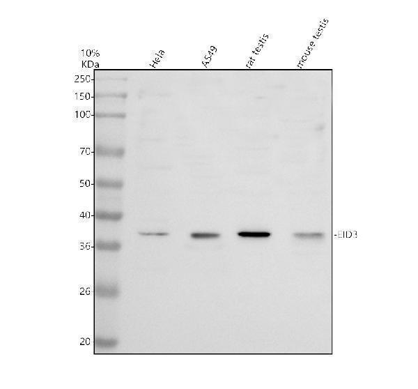 a12038 eid3 primary antibodies wb testing 1
