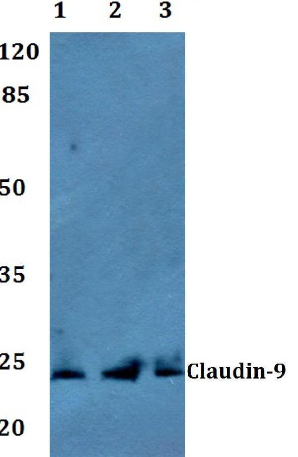 Western blot (WB) analysis of Claudin-9 polyclonal antibody at 1:500 dilution
Lane1:A549 whole cell lysate
Lane2:Raw264