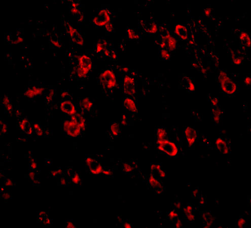 Immunofluorescence of PCDH18 in Mouse Brain cells with PCDH18 antibody at 20 μg/mL