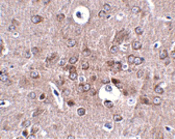 Immunohistochemistry of PCDH18 in mouse brain tissue with PCDH18 antibody at 2