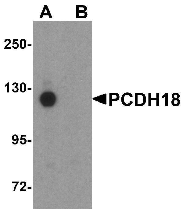 Western blot analysis of PCDH18 in HepG2 cell lysate with PCDH18 antibody at 1 μg/mL in (A) the absence and (B) the presence of blocking peptide
