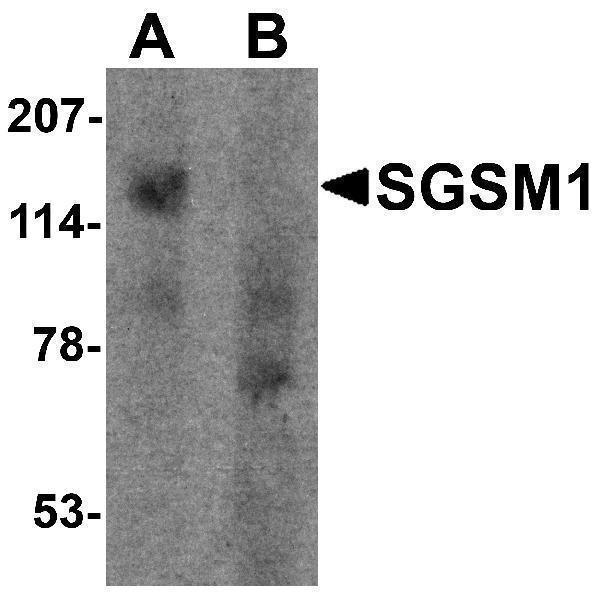 a12048 sgsm1 primary antibodies wb testing 1