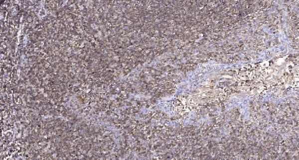 a12053 slc10a4 primary antibodies ihc testing 1