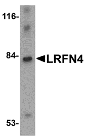 a12062 lrfn4 primary antibodies wb testing 1