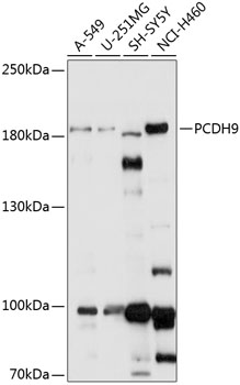a12064 pcdh9 primary antiboties wb testing 1