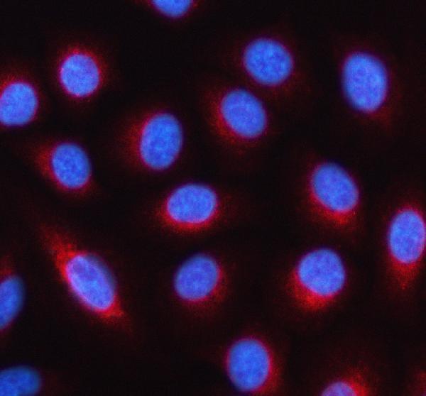 IF analysis of KPTN using anti-KPTN antibody (A12065-1)