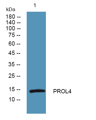 a12066 prr4 primary antibodies wb testing 1