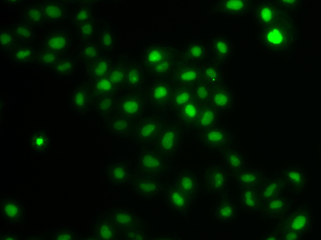 Immunohistochemistry of paraffin-embedded rat spleen using HIRIP3 antibody  at dilution of 1:100 