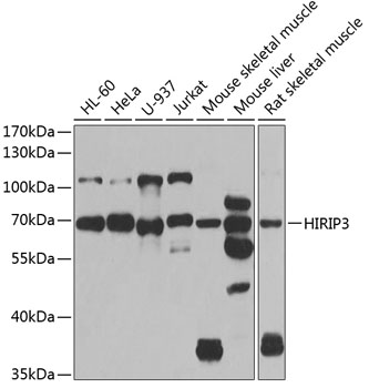 Western blot analysis of extracts of various cell lines, using HIRIP3 antibody  at 1:1000 dilution