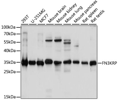 a12068 fn3krp primary antiboties wb testing 1