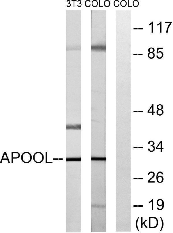 Western blot analysis of lysates from COLO and NIH/3T3 cells, using APOOL Antibody