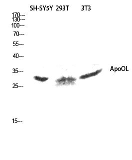 Western blot analysis of SH-SY5Y 293T 3T3 lysis using ApoOL antibody