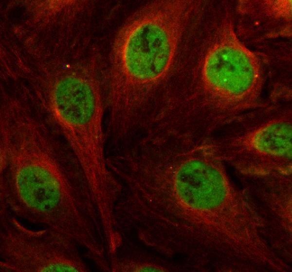 a12080 1 daam2 primary antibodies if testing 1