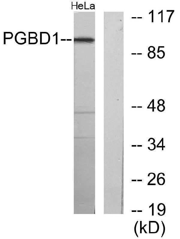 a12083 pgbd1 primary antibodies wb testing 3