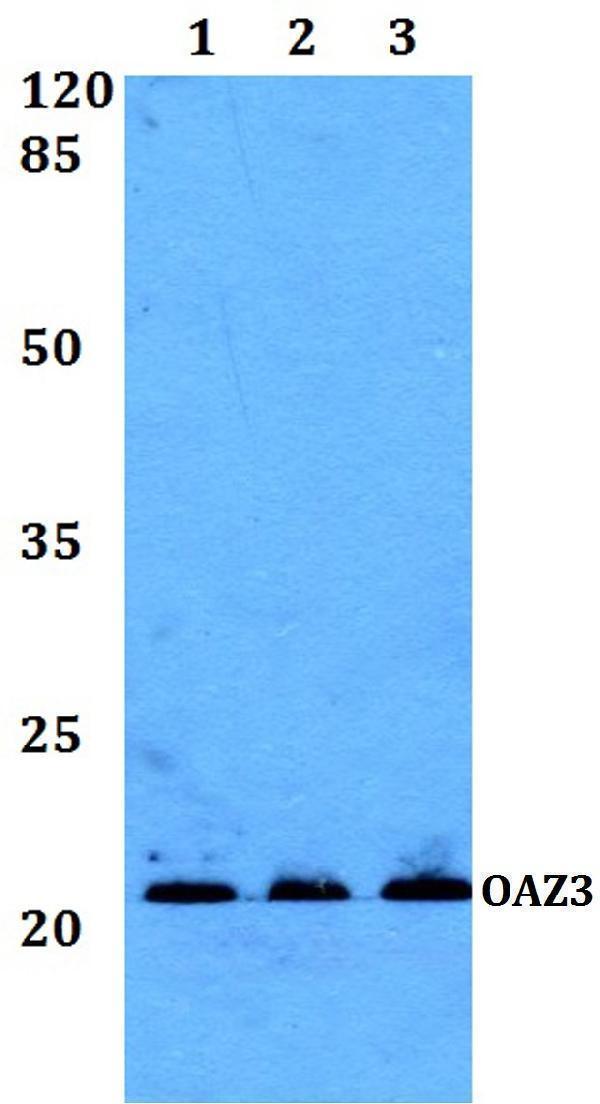 Western blot (WB) analysis of OAZ3 polyclonal antibody at 1:500 dilution
Lane1:Jurkat whole cell lysate
Lane2:Mouse testis tissue lysate
Lane3:Rat testis tissue lysate