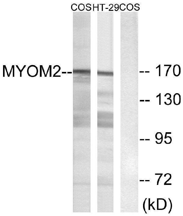 Western blot analysis of lysates from COS7 and HT-29 cells, using MYOM2 Antibody