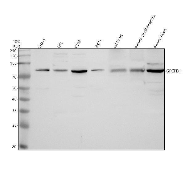 a12095 1 gpcpd1 primary antibodies wb testing 1