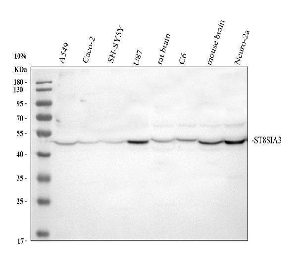 Western blot analysis of ST8SIA3 using anti-ST8SIA3 antibody (A12096)