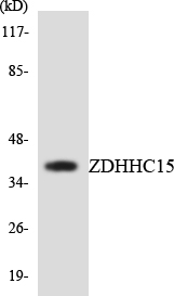 a12099 zdhhc15 primary antibodies wb testing 1