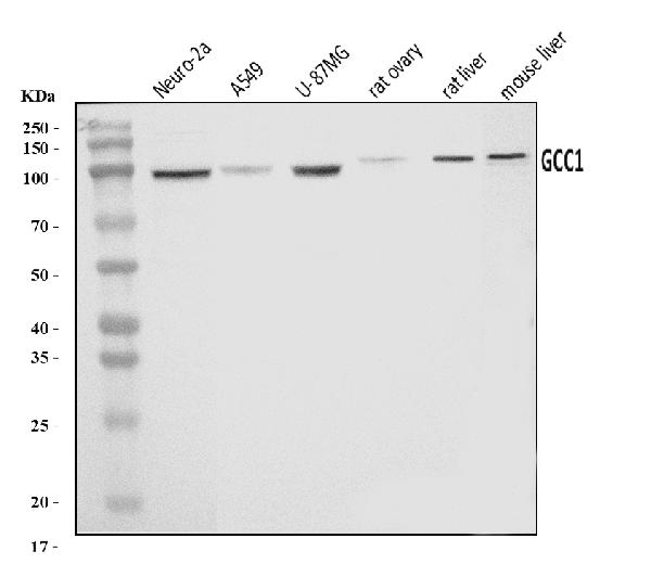 Figure 1. Western blot analysis of GCC1 using anti-GCC1 antibody (A12100-1). Electrophoresis was performed on a 5-20% SDS-PAGE gel at 70V (Stacking gel) / 90V (Resolving gel) for 2-3 hours. The sample well of each lane was loaded with 30 ug of sample under reducing conditions. Lane 1: mouse Neuro-2a whole cell lysates, Lane 2: human A549 whole cell lysates, Lane 3: human U-87MG whole cell lysates, Lane 4: rat ovary tissue lysates, Lane 5: rat liver tissue lysates, Lane 6: mouse liver tissue lysates. After electrophoresis, proteins were transferred to a nitrocellulose membrane at 150 mA for 50-90 minutes. Blocked the membrane with 5% non-fat milk/TBS for 1.5 hour at RT. The membrane was incubated with rabbit anti-GCC1 antigen affinity purified polyclonal antibody (Catalog # A12100-1) at 0.5 microg/mL overnight at 4°C, then washed with TBS-0.1%Tween 3 times with 5 minutes each and probed with a goat anti-rabbit IgG-HRP secondary antibody at a dilution of 1:5000 for 1.5 hour at RT. The signal is developed using an Enhanced Chemiluminescent detection (ECL) kit (Catalog # EK1002) with Tanon 5200 system. A specific band was detected for GCC1 at approximately 100 kDa. The expected band size for GCC1 is at 100 kDa.