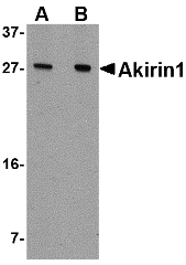 Western blot analysis of Akirin1 in A549 cell lysate with Akirin1 antibody at (A) 1 and (B) 2 μg/mL