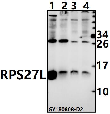 Western blot (WB) analysis of RPS27L pAb at 1:500 dilution
Lane1:The Kidney tissue lysate of Mouse(40ug)
Lane2:The Kidney tissue lysate of Rat(40ug)
Lane3:A549 whole cell lysate(40ug)
Lane4:H1792 whole cell lysate(40ug)