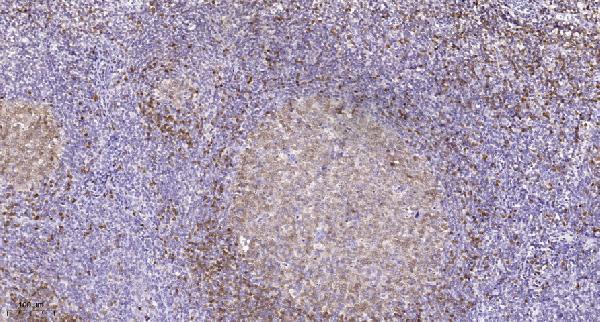 a12106 rps27l primary antibodies ihc testing 1