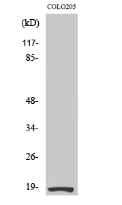 Western Blot analysis of various cells using Ribosomal Protein S27L Polyclonal Antibody
