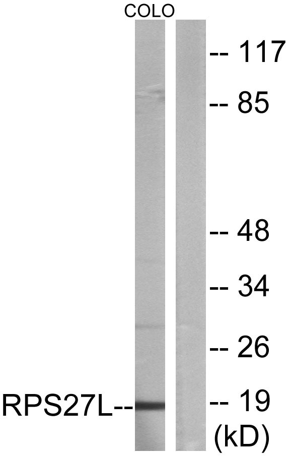 Western blot analysis of lysates from COLO cells, using RPS27L Antibody