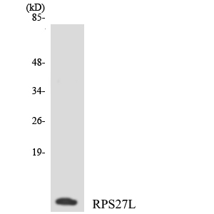 Western blot analysis of the lysates from COLO205 cells using RPS27L antibody