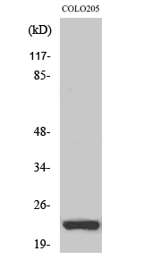 Western Blot analysis of various cells using NEEP21 Polyclonal Antibody diluted at 1:2000