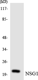 Western blot analysis of the lysates from K562 cells using NSG1 antibody
