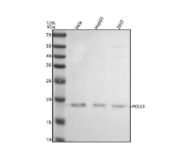 Western blot analysis of POLE3 using anti-POLE3 antibody (A12109-2)