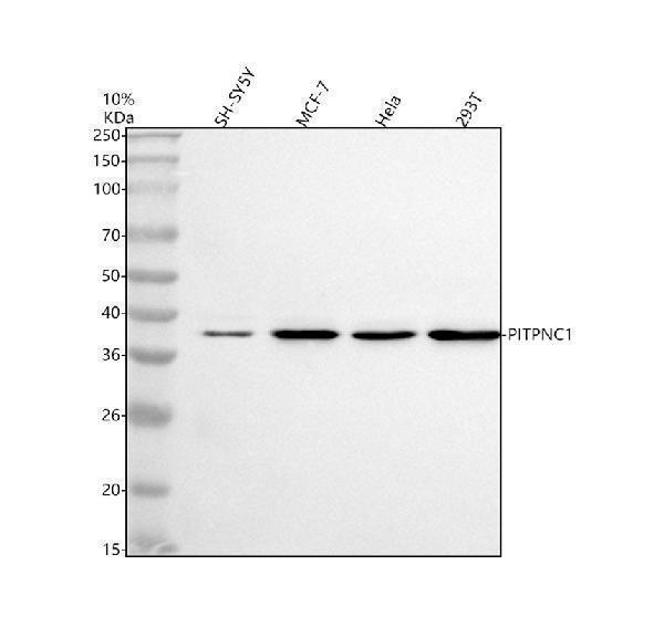  Western blot analysis of PITPNC1 using anti-PITPNC1 antibody (A12112-1)