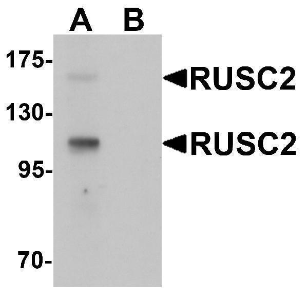 a12113 1 rusc2 primary antibodies wb testing 1