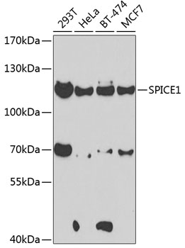 Western blot analysis of extracts of various cells, using SPICE1 antibody