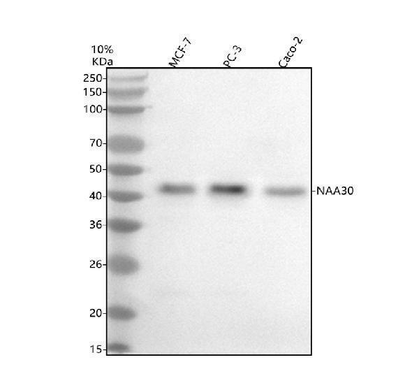 a12115 1 naa30 primary antibodies wb testing 1