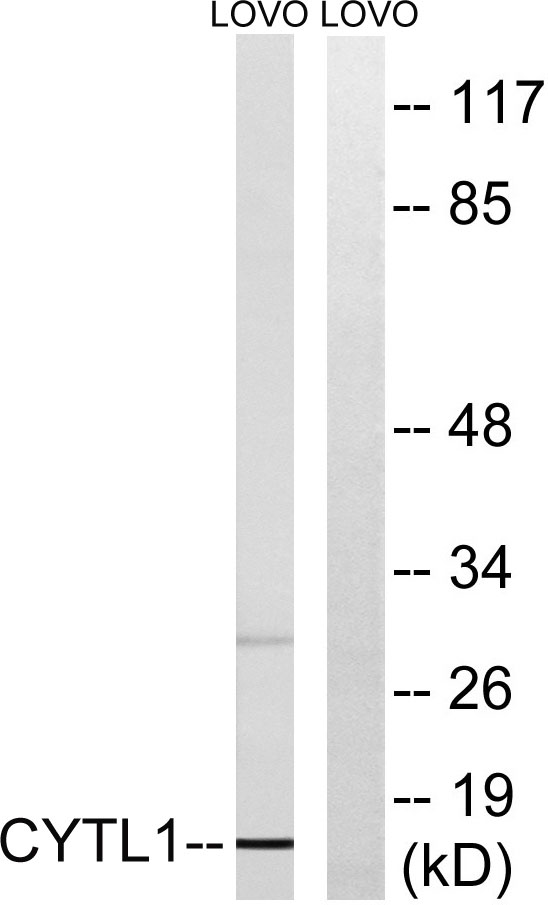 a12117 cytl1 primary antibodies wb testing 2