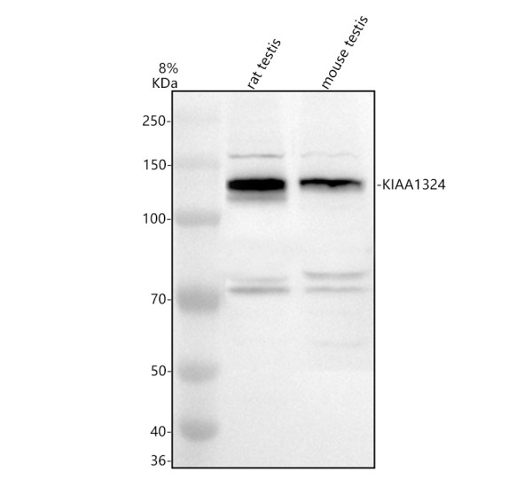 a12119 2 elapor1 primary antibodies wb testing 1