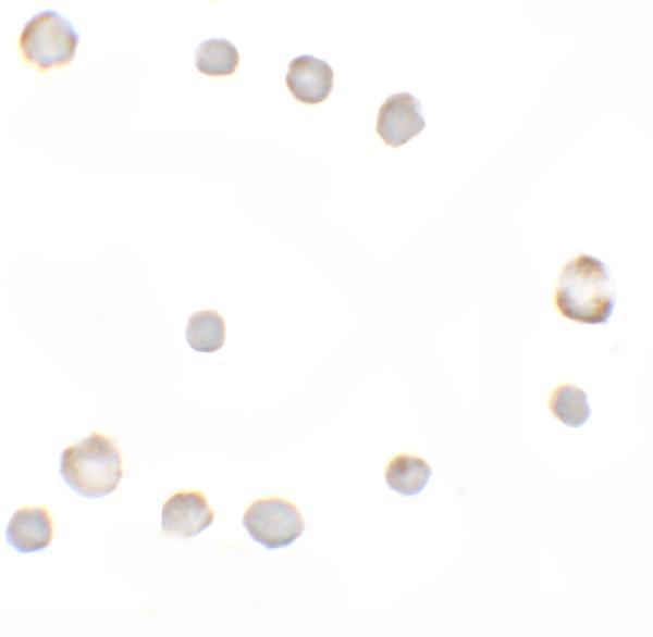 Immunocytochemistry of EIG121 in MCF7 cells with EIG121 antibody at 5 μg/mL