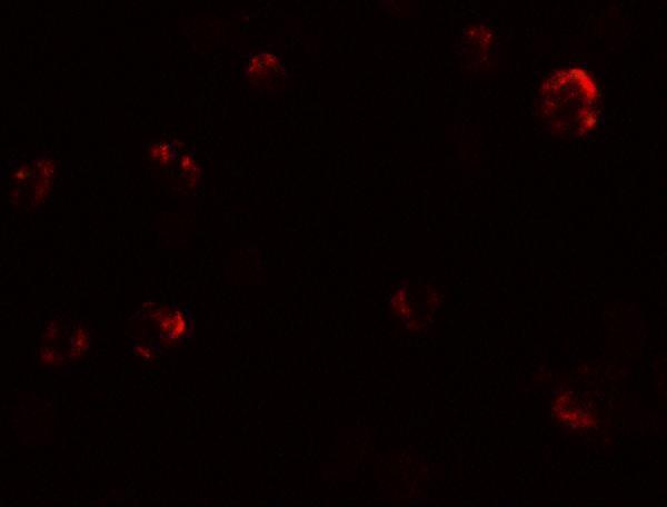 Immunofluorescence of EIG121 in MCF7 cells with EIG121 antibody at 20 μg/mL
