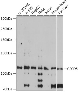 Western blot analysis of extracts of various cell lines, using C2CD5 antibody  at 1:1000 dilution