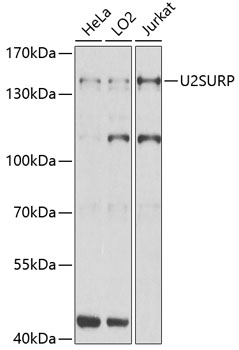 Western blot analysis of extracts of various cell lines, using U2SURP Antibody  at 1:1000 dilution