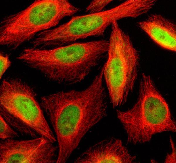 a12129 1 slf2 primary antibodies if testing 1