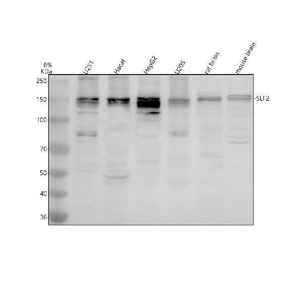 a12129 1 slf2 primary antibodies wb testing 1