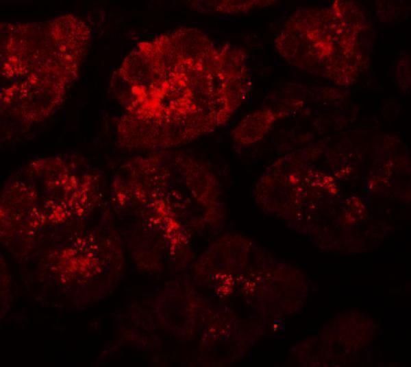 a12134 xkr8 primary antibodies if testing 3