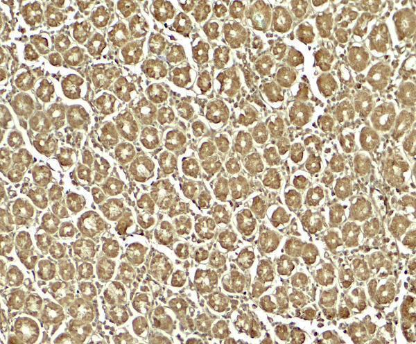 a12134 xkr8 primary antibodies ihc testing 2