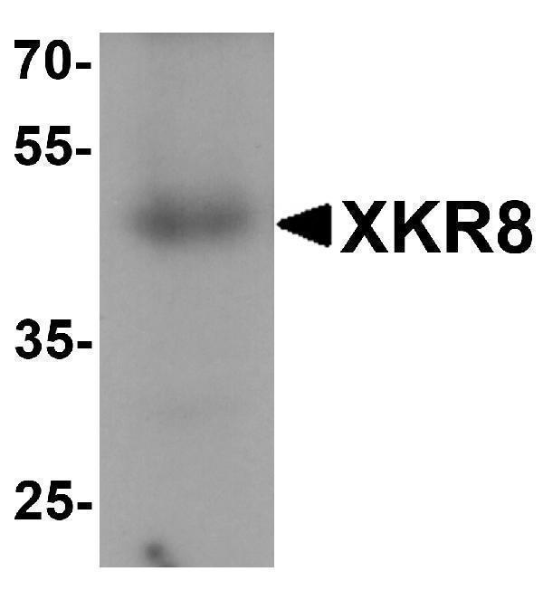 a12134 xkr8 primary antibodies wb testing 1